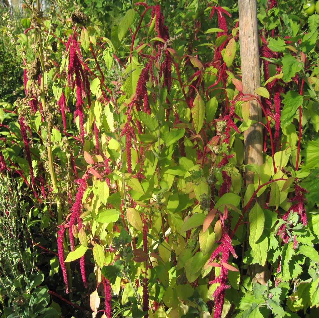 Hängender Roter / Fuchsschwanz