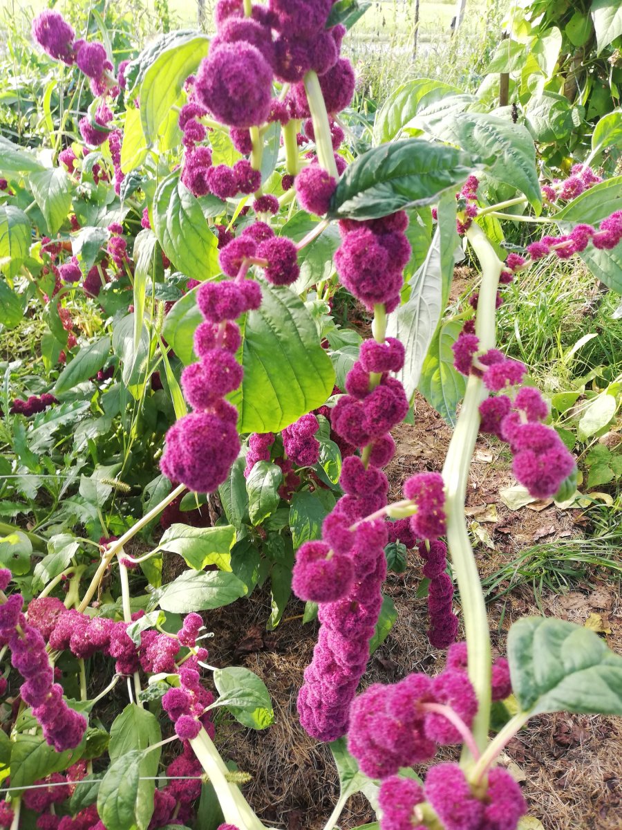 Hängender Roter / Fuchsschwanz