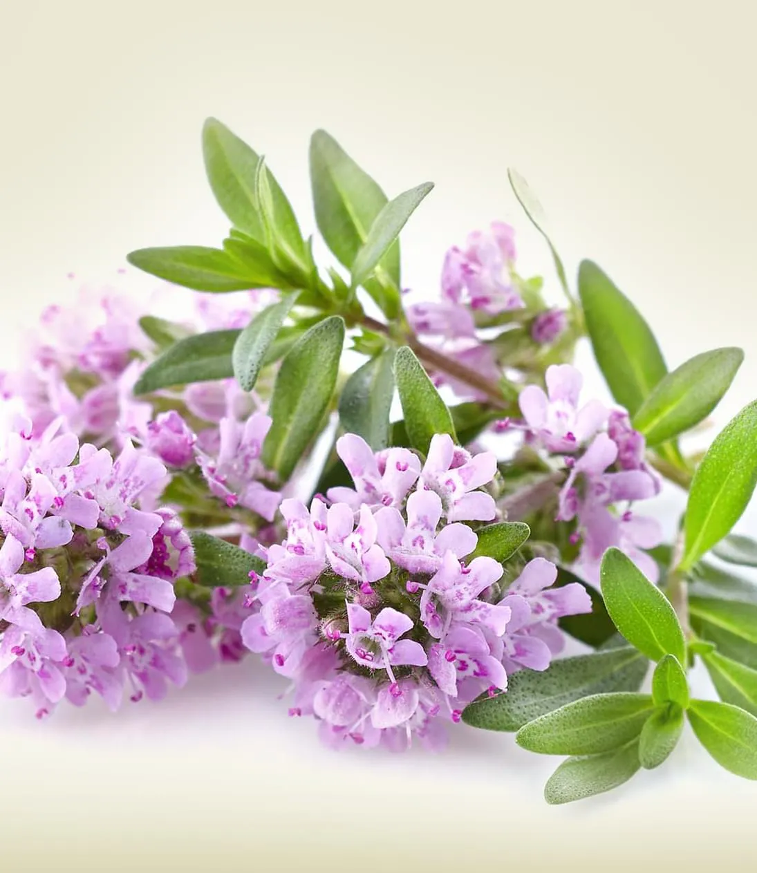 Gewürze, Tee- und Heilpflanzen - © ARCHE NOAH