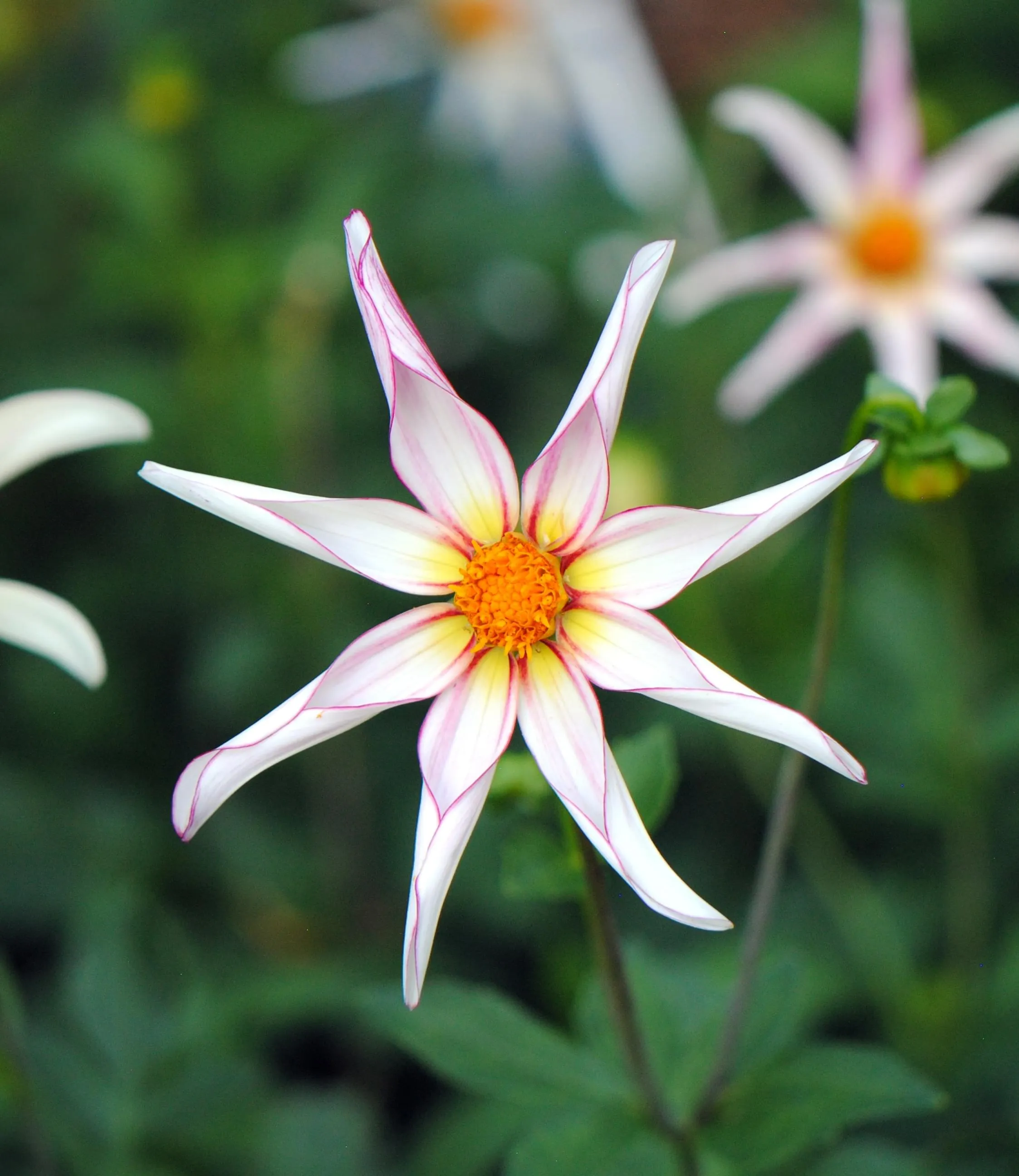 Zierpflanzen und Wildkräuter - © Shutterstock