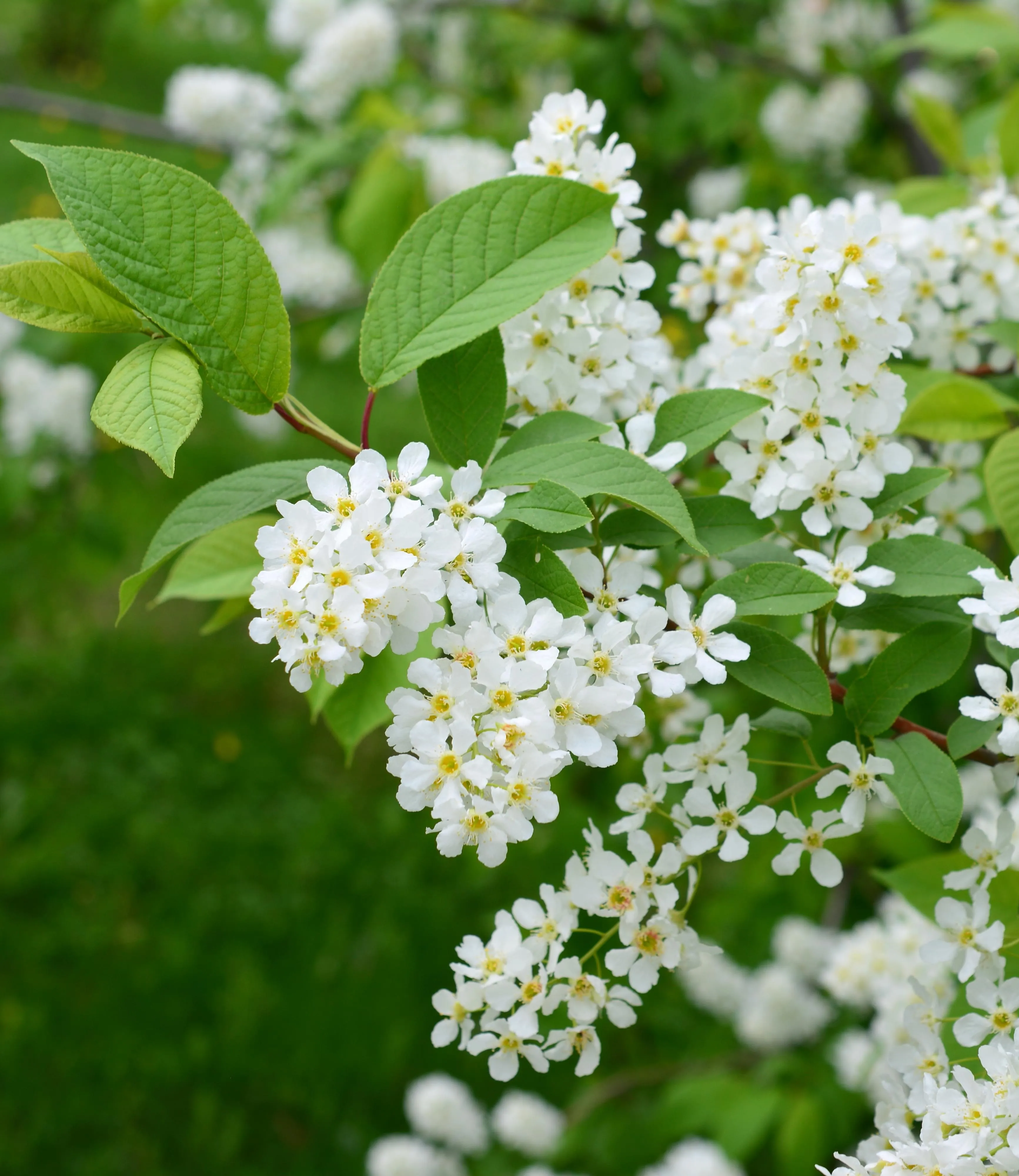 Bäume und Sträucher - © Shutterstock