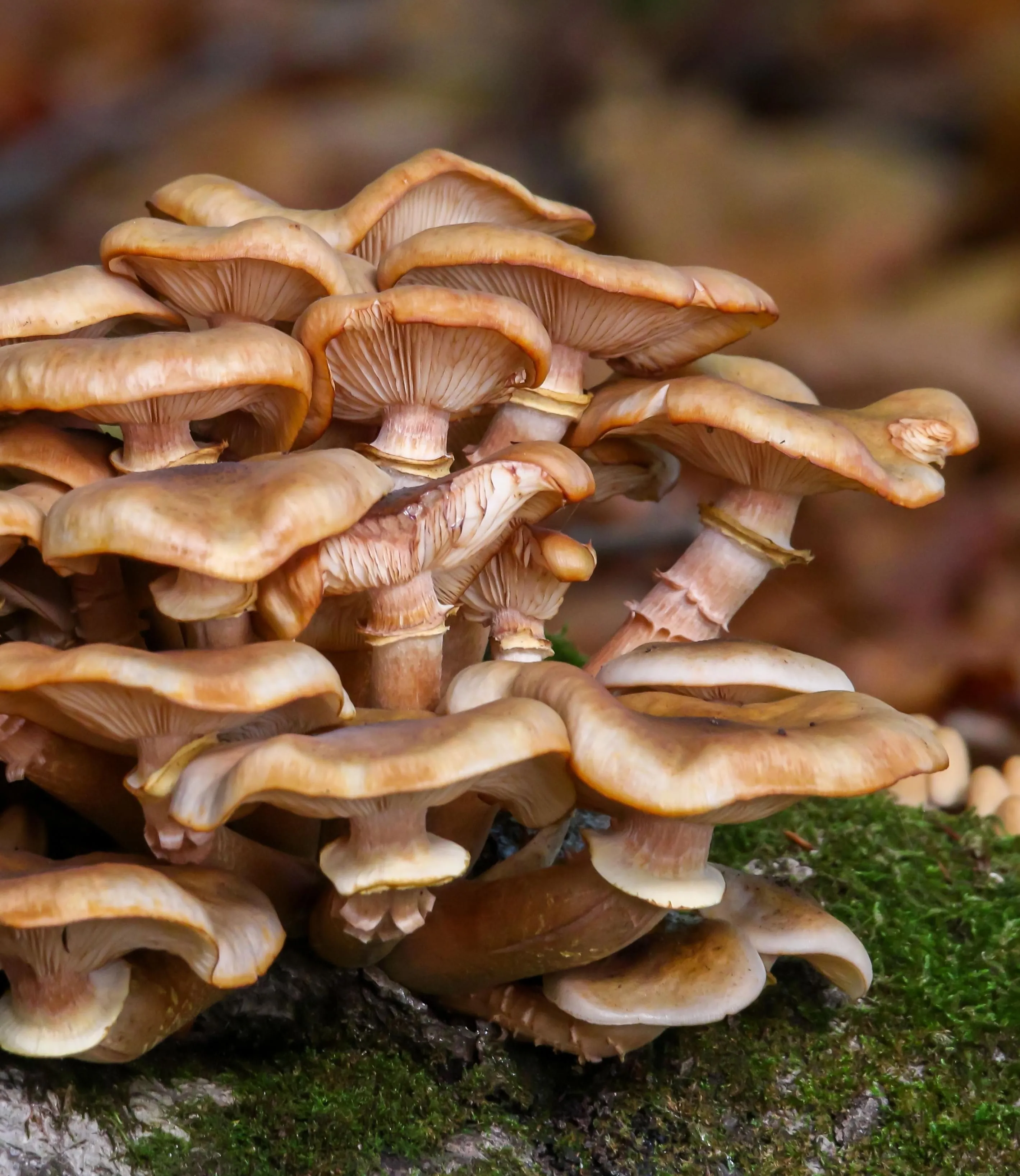 Pilze - © Shutterstock
