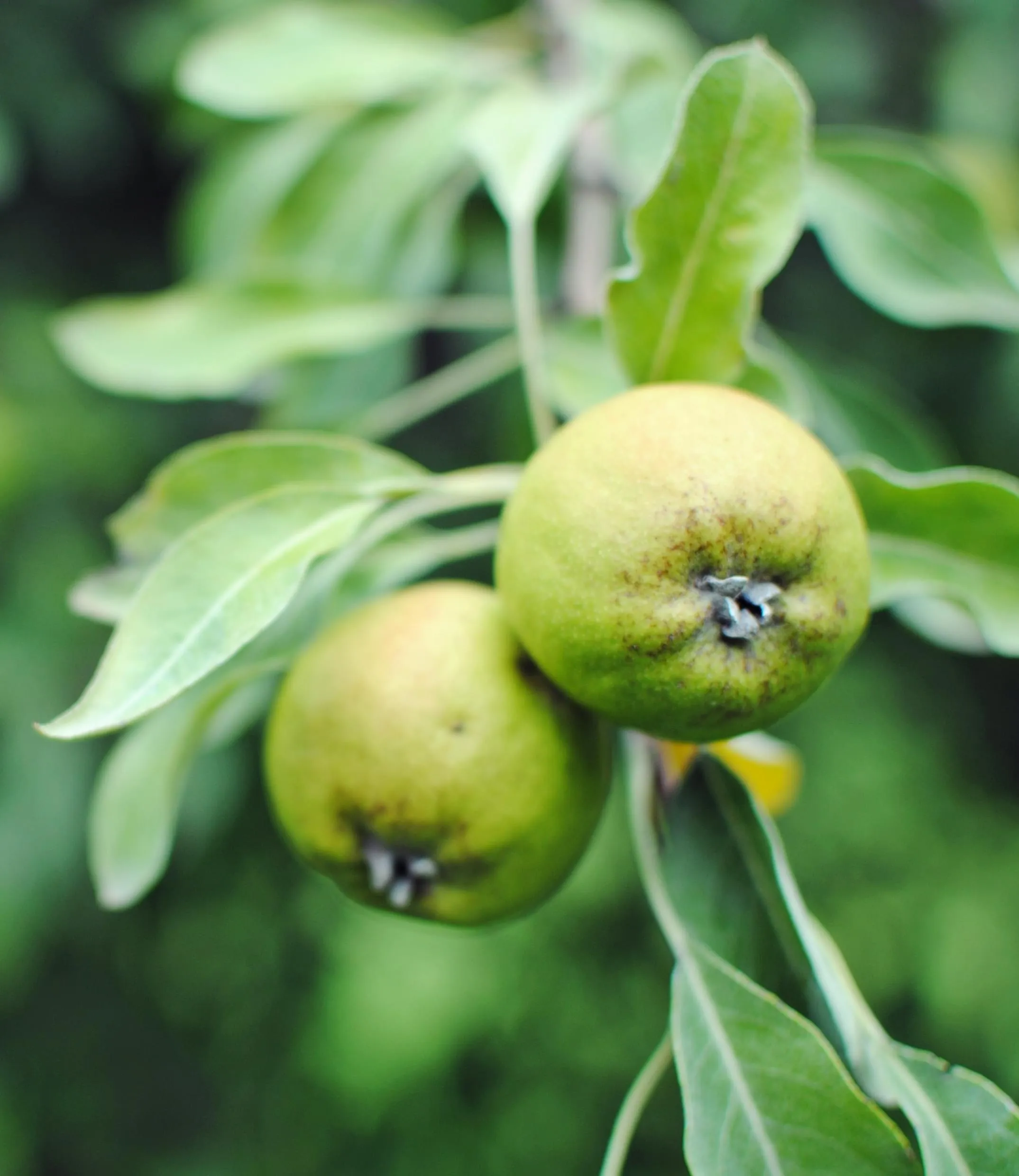 Obst und Wildobst - © Shutterstock